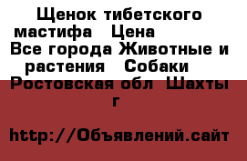 Щенок тибетского мастифа › Цена ­ 60 000 - Все города Животные и растения » Собаки   . Ростовская обл.,Шахты г.